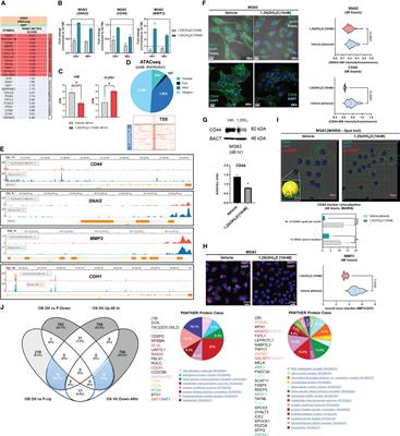 Vitamin D inhibits osteosarcoma by reprogramming nonsense-mediated RNA decay and SNAI2-mediated epithelial-to-mesenchymal transition